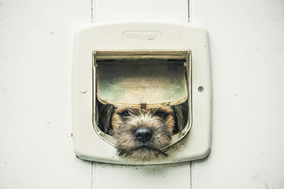 Pet Door