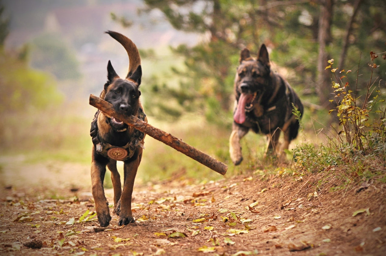 Pet Products