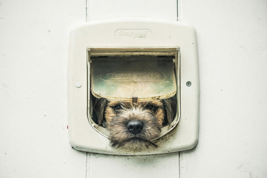 Pet Door