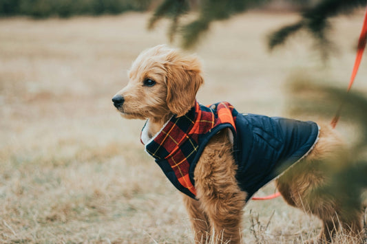 Dog Raincoat